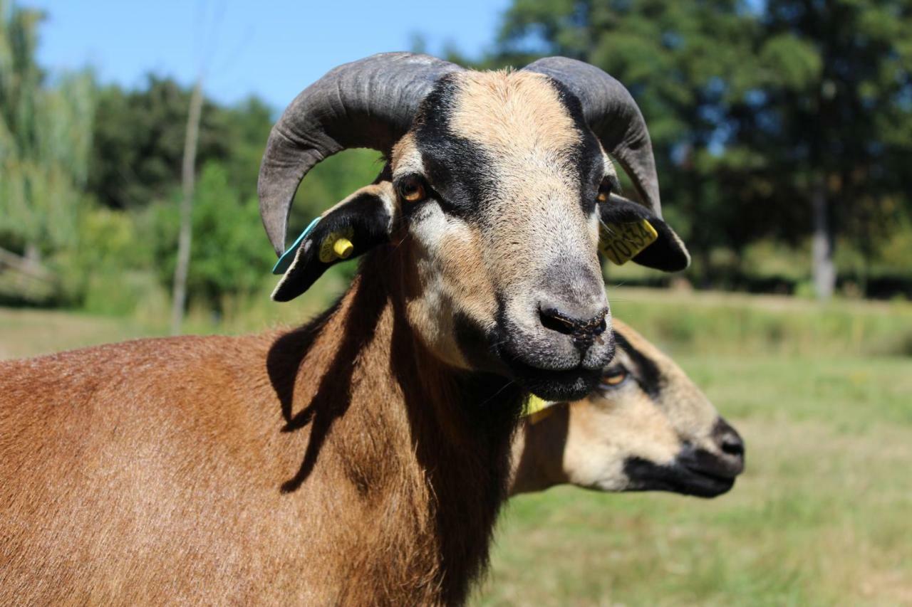 Ferme Des Poulardieres Crouy-sur-Cosson Kültér fotó